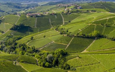 Barolo Masterclass